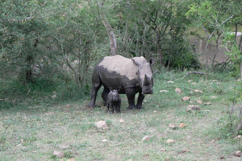 09 REGIONE DEL MPUMALANGA Mthetomusha Game Reserve